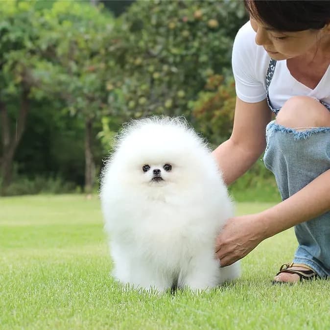 강아지교배 종견 프로필 강아지교배 종견 사례 1