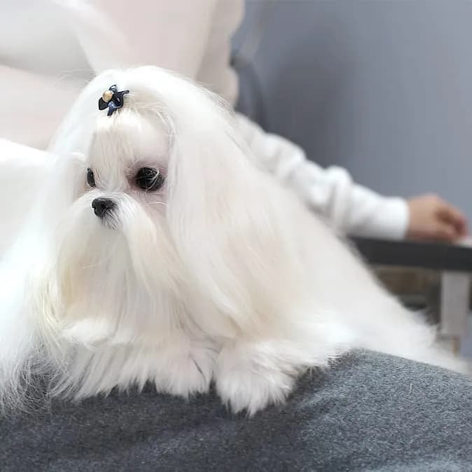 강아지교배 종견 프로필 화이트파크 교배 현장 3