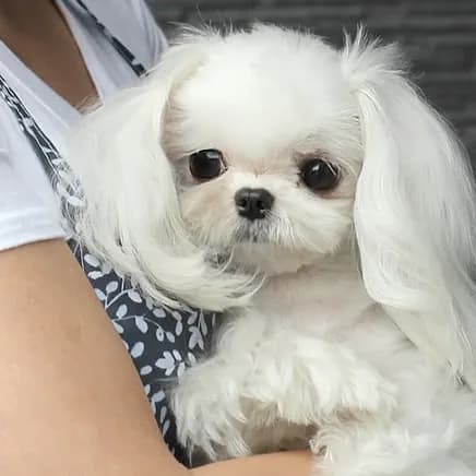 강아지교배 종견 프로필 화이트파크 교배 현장 7
