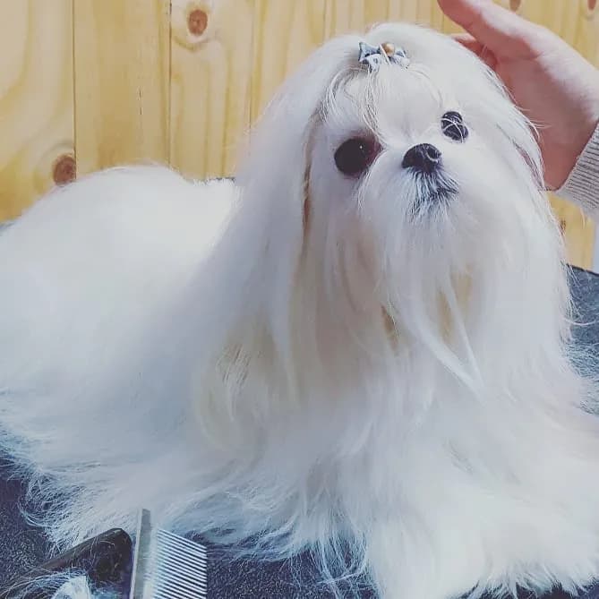 강아지교배 종견 프로필 화이트파크 교배 현장 11