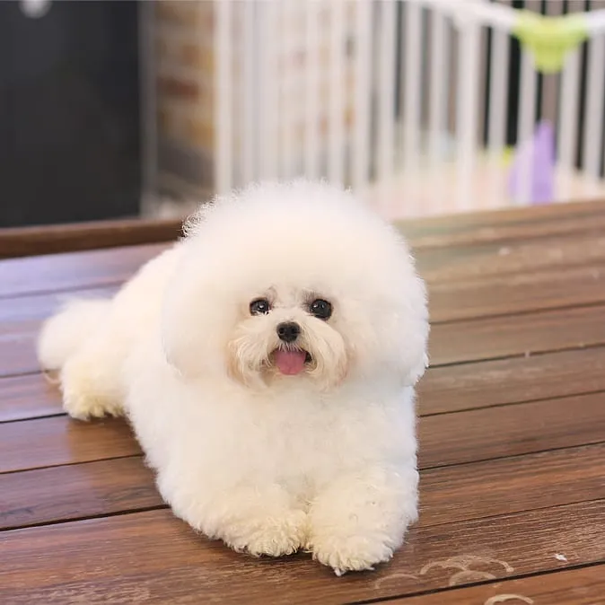 강아지교배 종견 프로필 프리미엄 종견 프로필 12