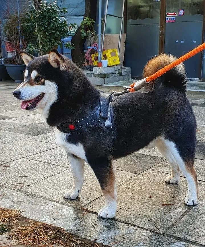강아지교배 종견 프로필 프리미엄 종견 프로필 20