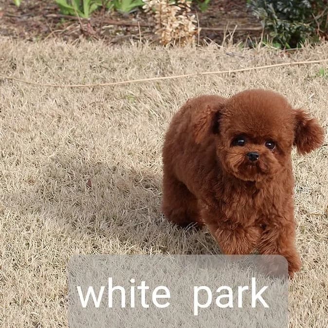 배란일체크 화이트파크 교배 현장 3
