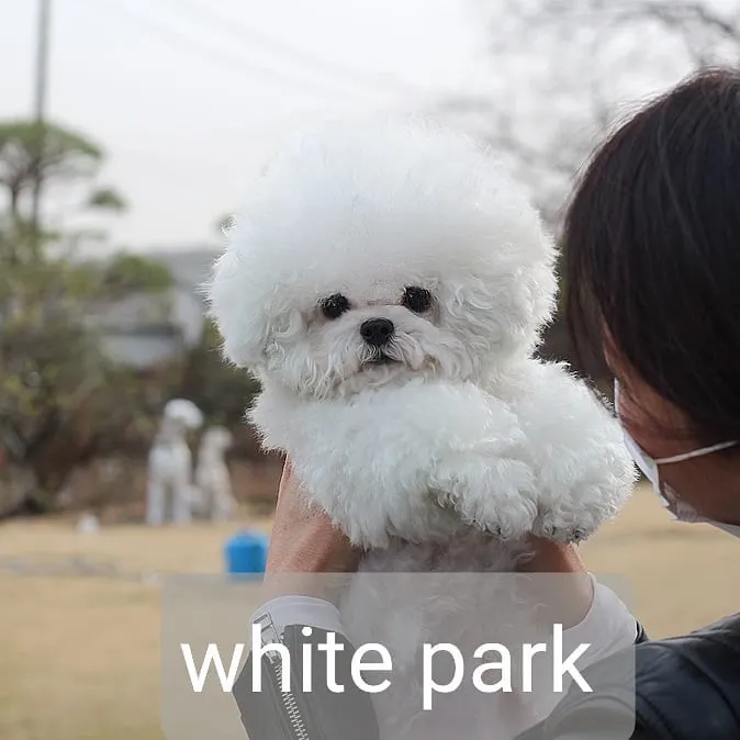 배란일체크 프리미엄 종견 프로필 4