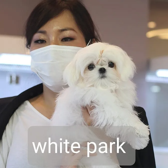 포메라니안교배 강아지교배 종견 사례 1