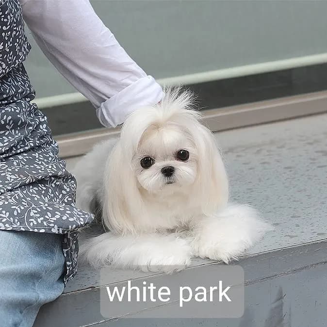 포메라니안교배 안심교배 매칭 사례 2