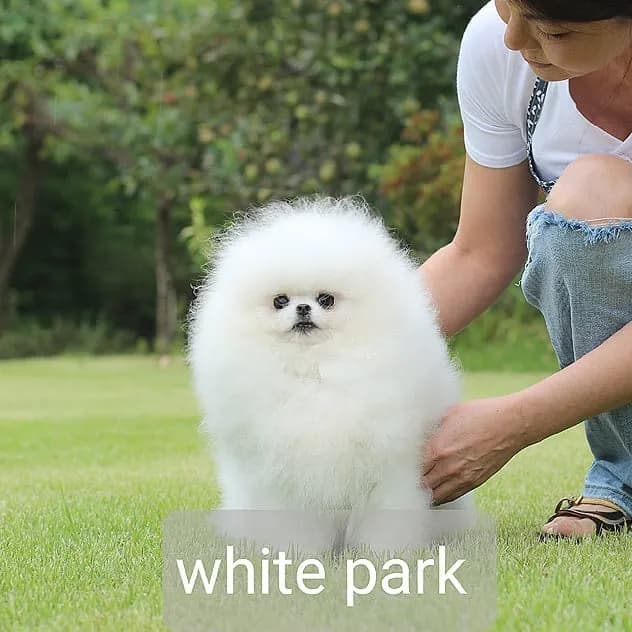 포메라니안교배 화이트파크 교배 현장 3