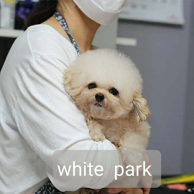 포메라니안교배 프리미엄 종견 프로필 4