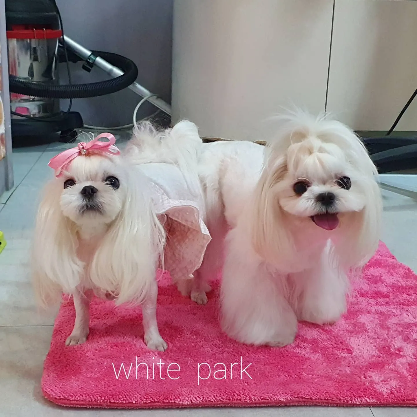 미니비숑교배 안심교배 매칭 사례 2